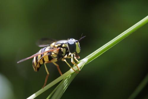 Réf. 287 204 : Chrysotoxum intermedium